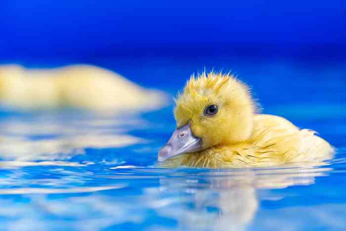 Keep ducks out of pool