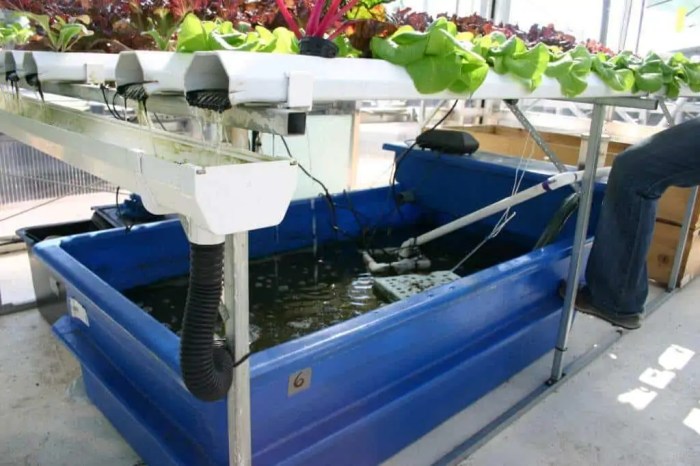 Aquaponics fishtank beginners hydroponic hydroponics aquaculture