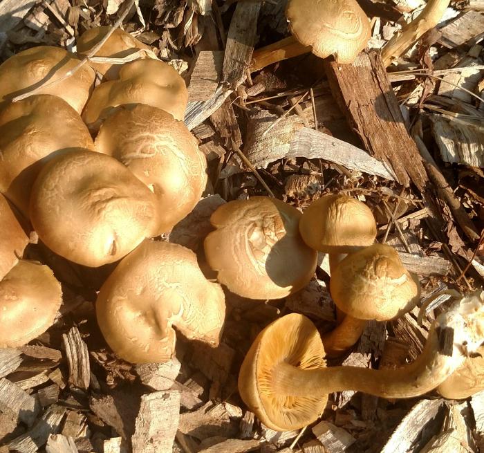 Mushrooms growing in mulch