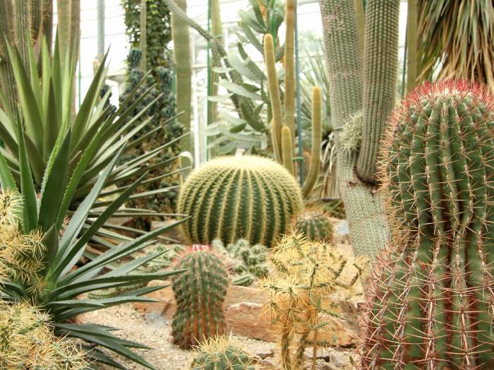 Cactus landscaping garden plants variety use flower different ways