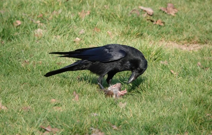 Why so many crows all of a sudden