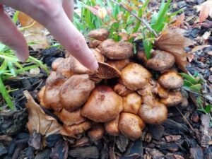 Mushrooms Flourishing in Mulch: An Unforeseen Abundance