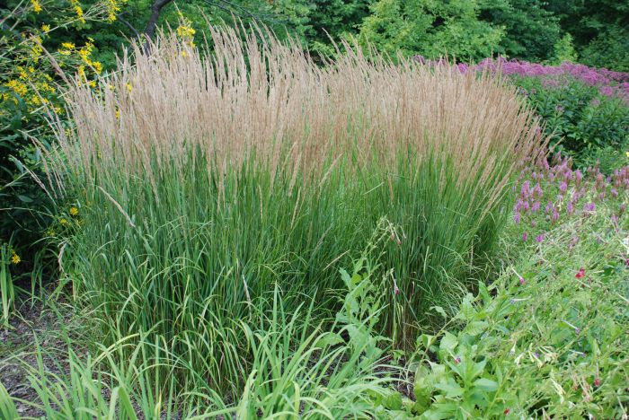 Grasses landscaping small karl gardens ornamental garden sized foerster ditch drainage plants landscape grass tall grow mid three height outdoor