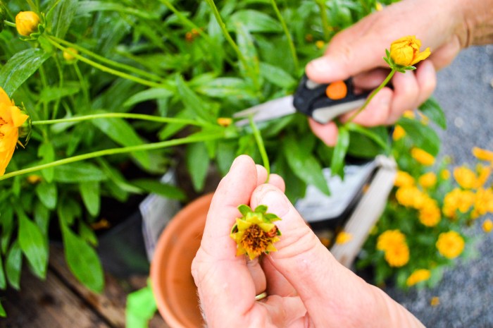 Deadheading flowers