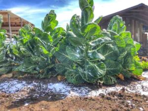 Diatomaceous Earth in the Garden: A Natural Soil Enhancer and Pest Repellent