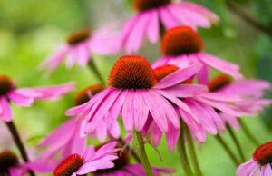 Long-Living Perennial Flowers: Beautify Your Garden with Timeless Blooms