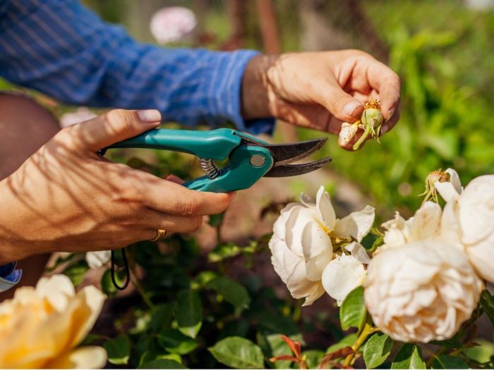 Deadheading blooming longer