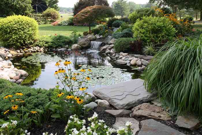 Backyard koi pond