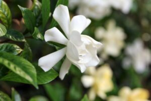 Fragrant Flowers: A Symphony of Scents for the Senses