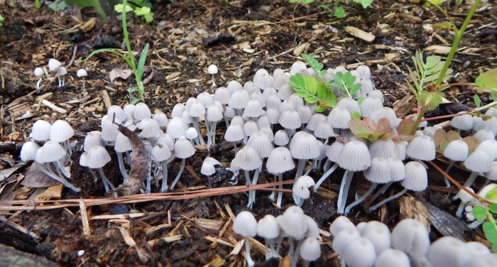 Mulch fungi preview mushroom