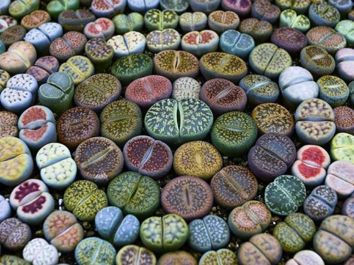 Grow lithops