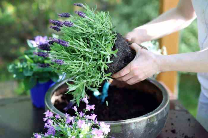 Begonia shade rose plants pots potted container pink winners surefire proven garden containers