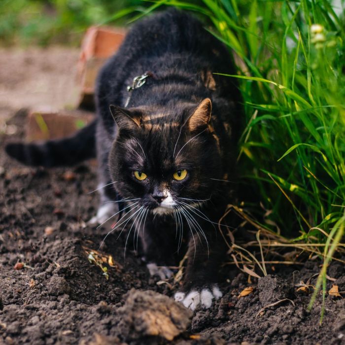 How to stop cats from pooping in my yard