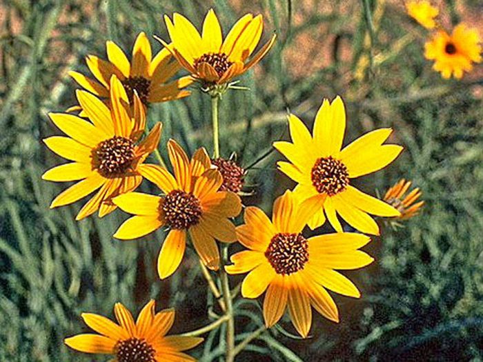 Helianthus perennial sunflower sunflowers plants willowleaf spp salicifolius grow clarence usda nrcs database