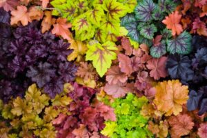 Plants with Colorful Foliage: Enhancing Landscapes with Vibrant Hues