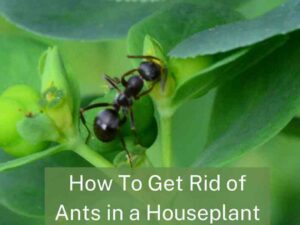 Eradicating Ants from Houseplants: A Comprehensive Guide to Keep Your Greens Pest-Free