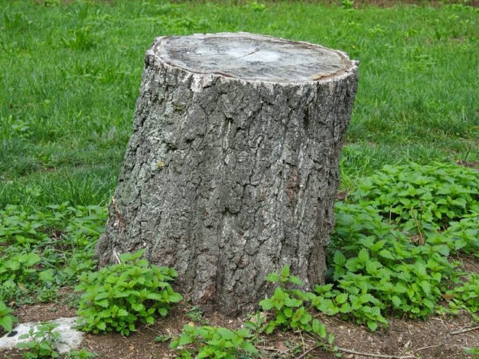 Kill tree stump