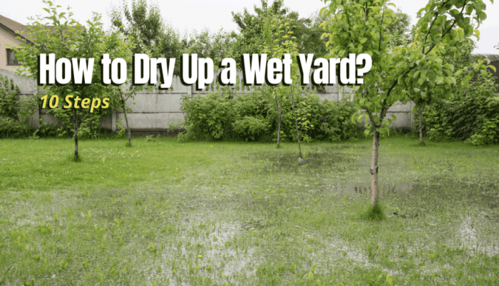 How to dry up a wet yard