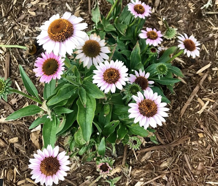 Low maintenance perennials summer plants blooming flowers plant coneflower top great englishgardens