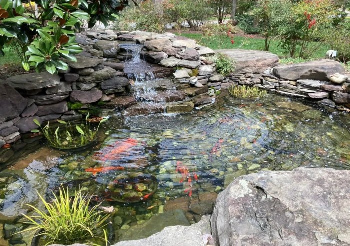 Backyard Koi Pond: A Comprehensive Guide to Design, Maintenance, and Enjoyment