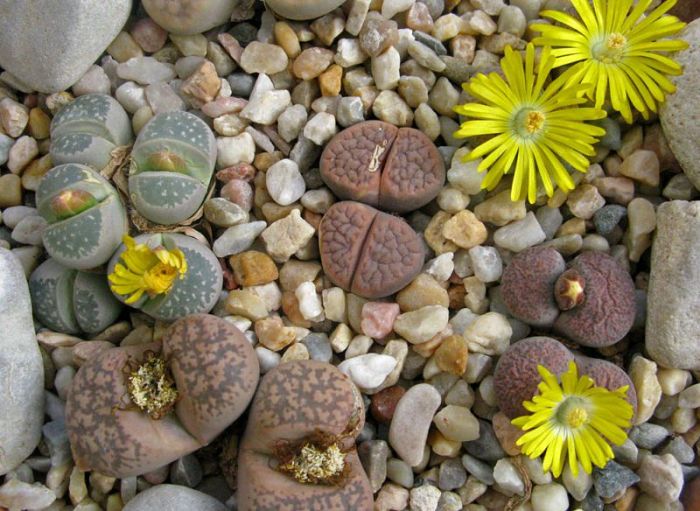 Lithops lithop plants planting care growing drought plant tolerant grow stones garden pebble living guide water stone low succulent pebbles