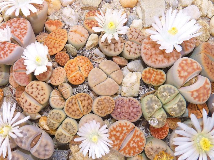 Grow lithops