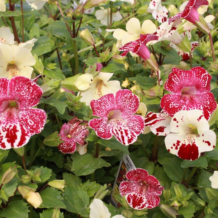 Hanging basket plants for shade