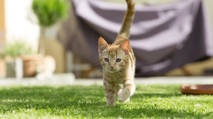 How to stop cats from pooping in my yard