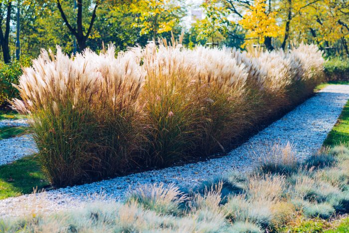 Ornamental grasses kris