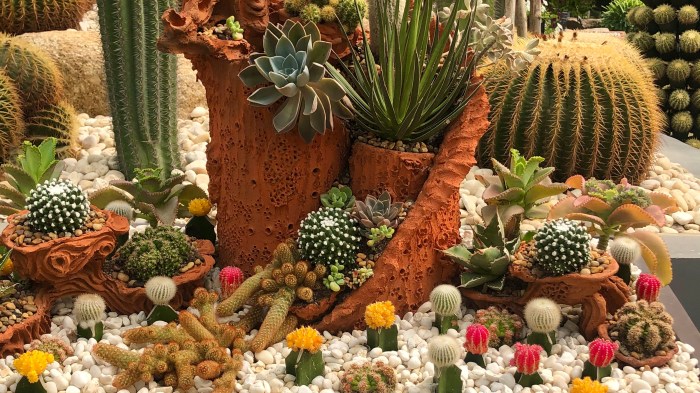 Cactus garden ideas