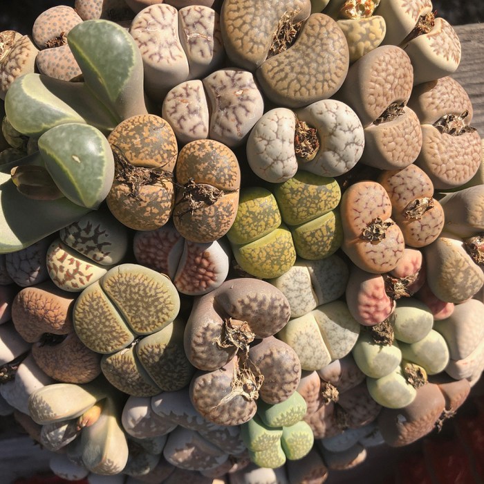 Lithops grow