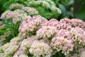 Low Maintenance Perennials: Beautify Your Garden with Minimal Effort