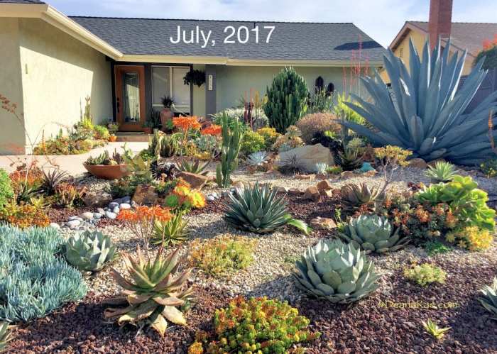 Cactus garden ideas