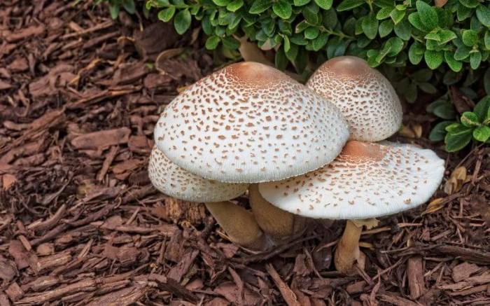 Mulch growing mushroom quick shroomery mushrooms colony question identification months