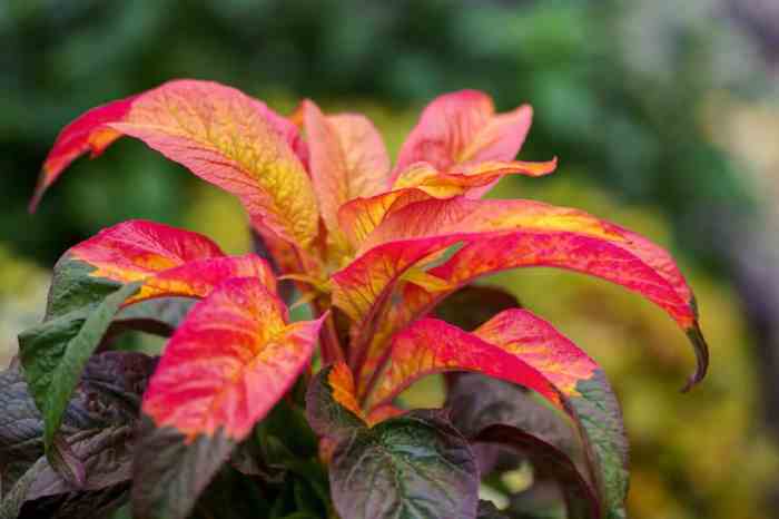 Plants with colorful foliage