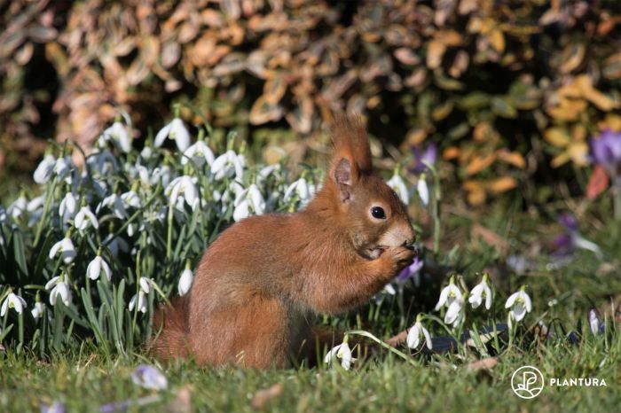 Squirrels keep garden will good