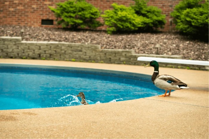 Keep Ducks Out of Pool: Effective Methods and Humane Deterrents