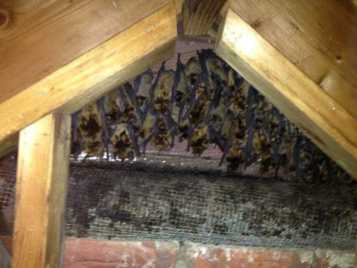 How to get rid of bats attic