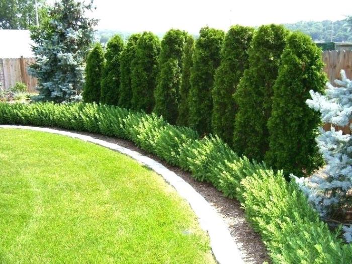 Evergreen privacy landscaping conifers shrubs conifer planting