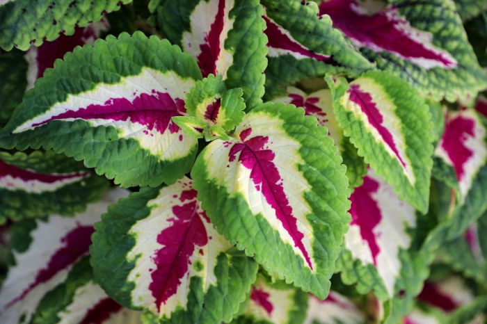 Discover the Best Flower Plants for Your Pot and Transform Your Home into a Vibrant Oasis