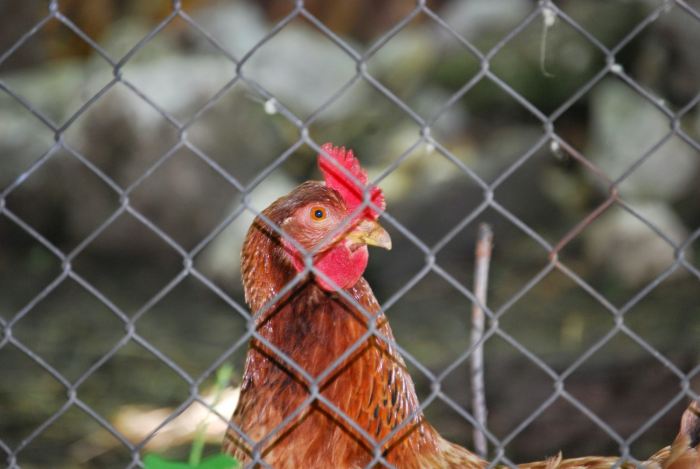 Chicken fence ideas