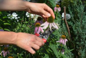 Deadheading Flowers: A Guide to Enriching Your Gardens Bloom