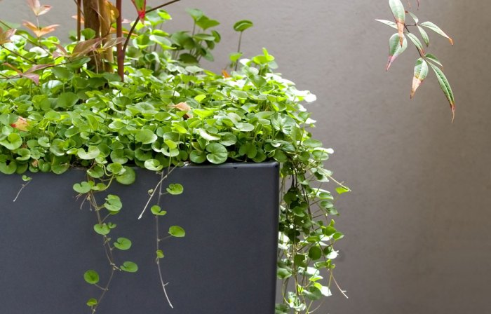 Cascading plants ideas