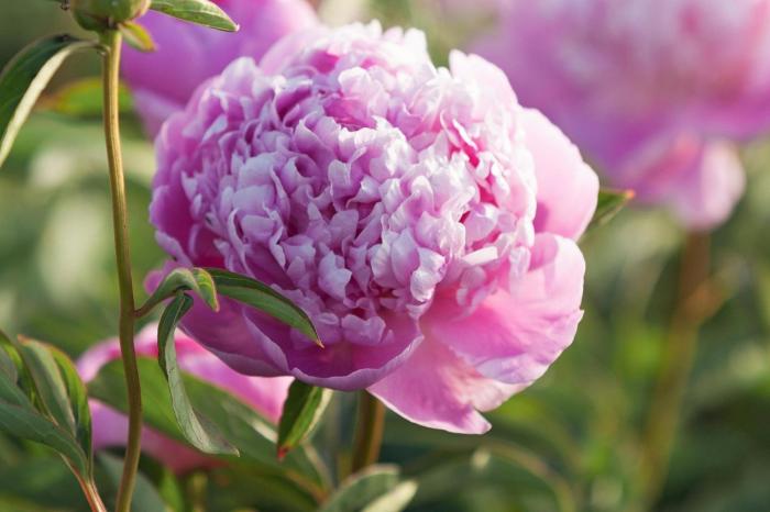 Peonies peony planting southernliving patience