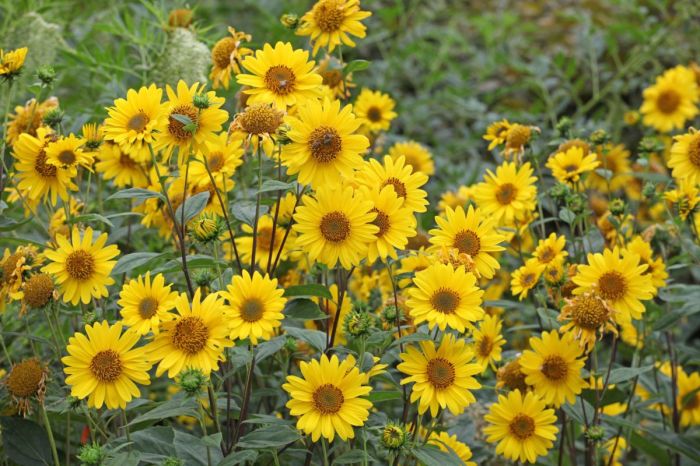 Perennial Sunflowers: An In-Depth Guide to Their Charm and Cultivation