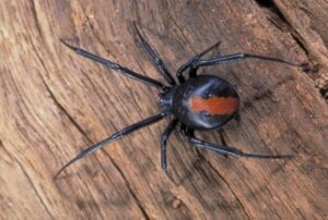 Ridding Your Home of Spiders: Prevention, Remedies, and More