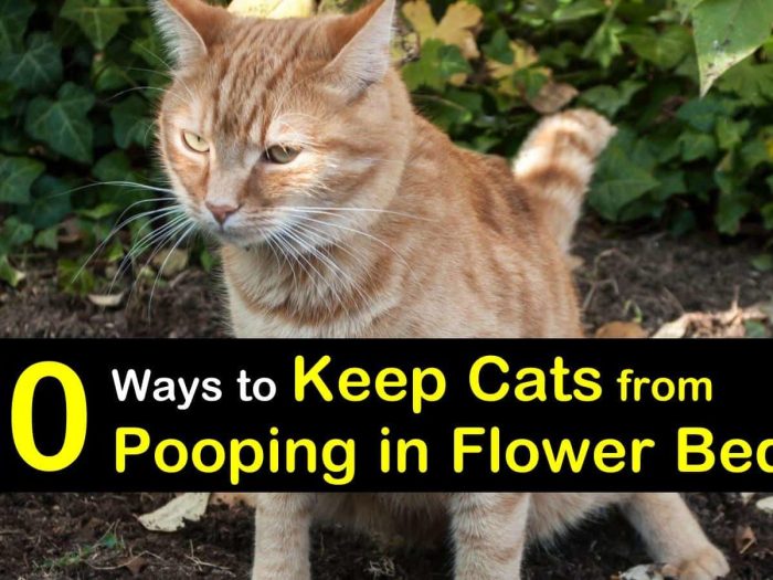 How to stop cats from pooping in my yard