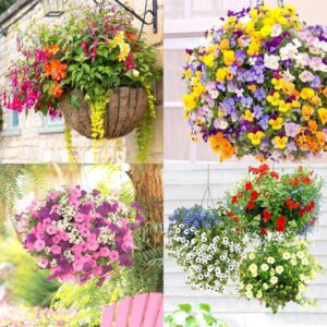 Hanging Basket Plants for Shade: A Guide to Beautifying Your Shady Spaces