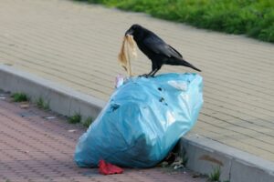 Why So Many Crows All of a Sudden? A Sudden Surge in Crow Sightings