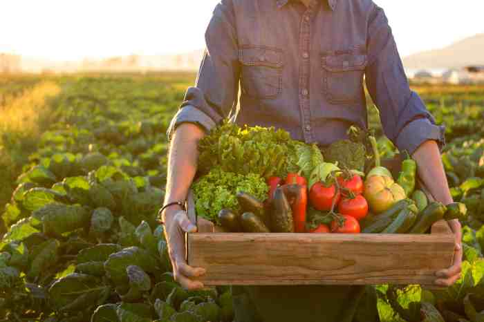 Summer garden vegetable vegetables grow gilmour